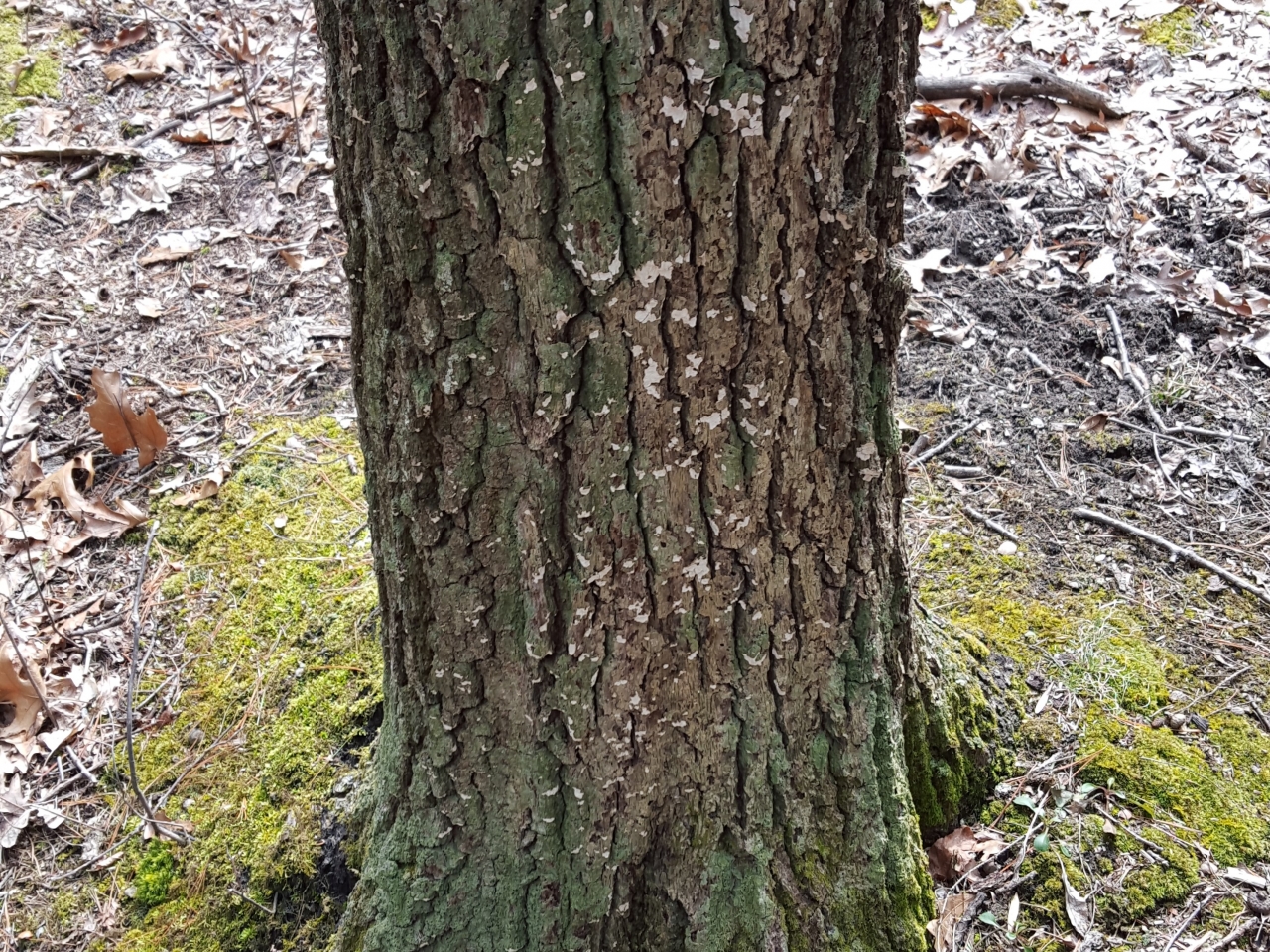 Dendrothele | Wood Decay Fungi of Living Trees